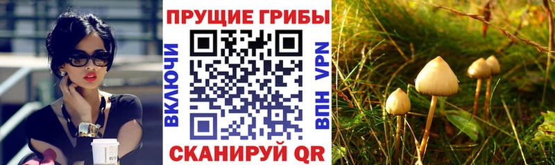 где можно купить Калязин Псилоцибиновые грибы мицелий